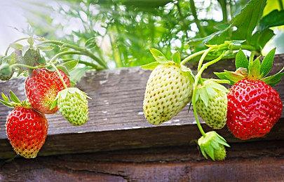 《守望先锋2》艺术图再陷AI制作争议 暴雪坚决否认